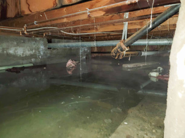 Best Water damage contractors near me  in Elizabeth, CO