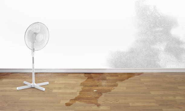 Best Mold removal after water damage  in Elizabeth, CO